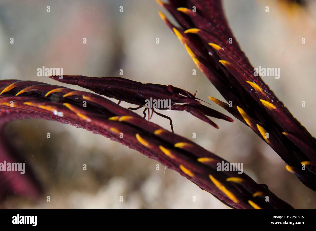 Smooth Beak Crinoid Shrimp Hi Res Stock Photography And Images Alamy