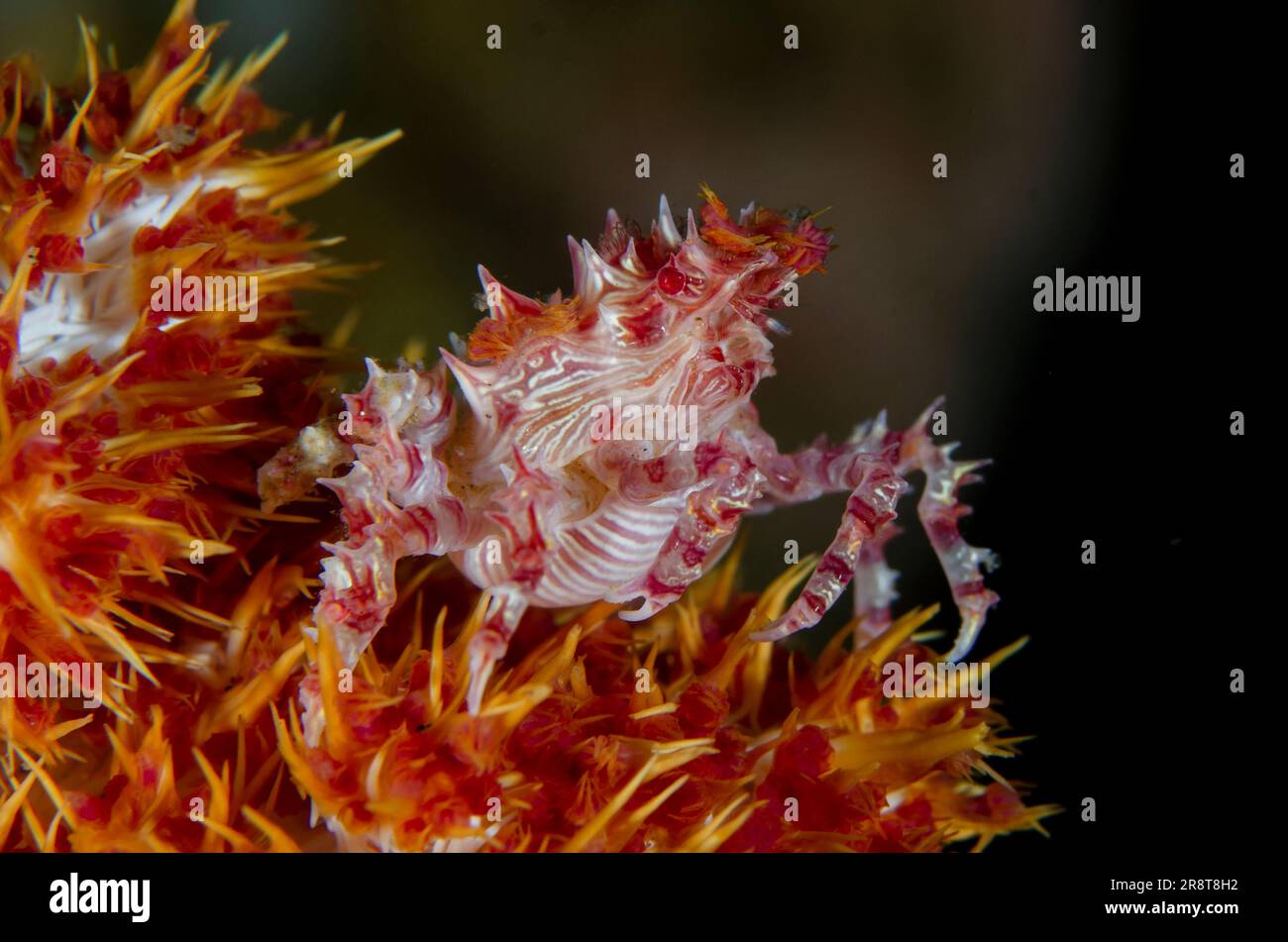 Soft Coral Crab, Hoplophrys oatesii, Pyramids dive site, Amed, Karangasem Regency, Bali, Indonesia, Indian Ocean Stock Photo