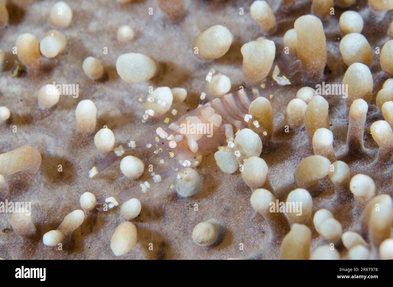 Hidden Corallimorph Shrimp, Pliopontonia furtiva, camouflaged on Corallimorph Coral, Rhodactis rhodostoma, Coral Garden dive site, Tulamben, Karangase Stock Photo