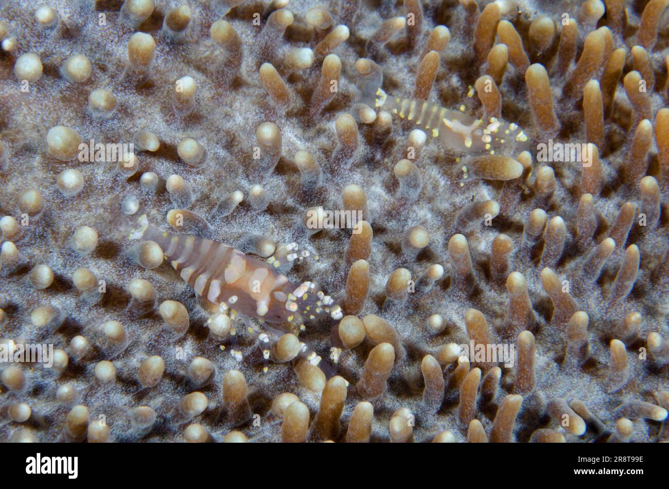 Pair of Hidden Corallimorph Shrimps, Pliopontonia furtiva, camouflaged on Corallimorph Coral, Rhodactis rhodostoma, Coral Garden dive site, Tulamben, Stock Photo