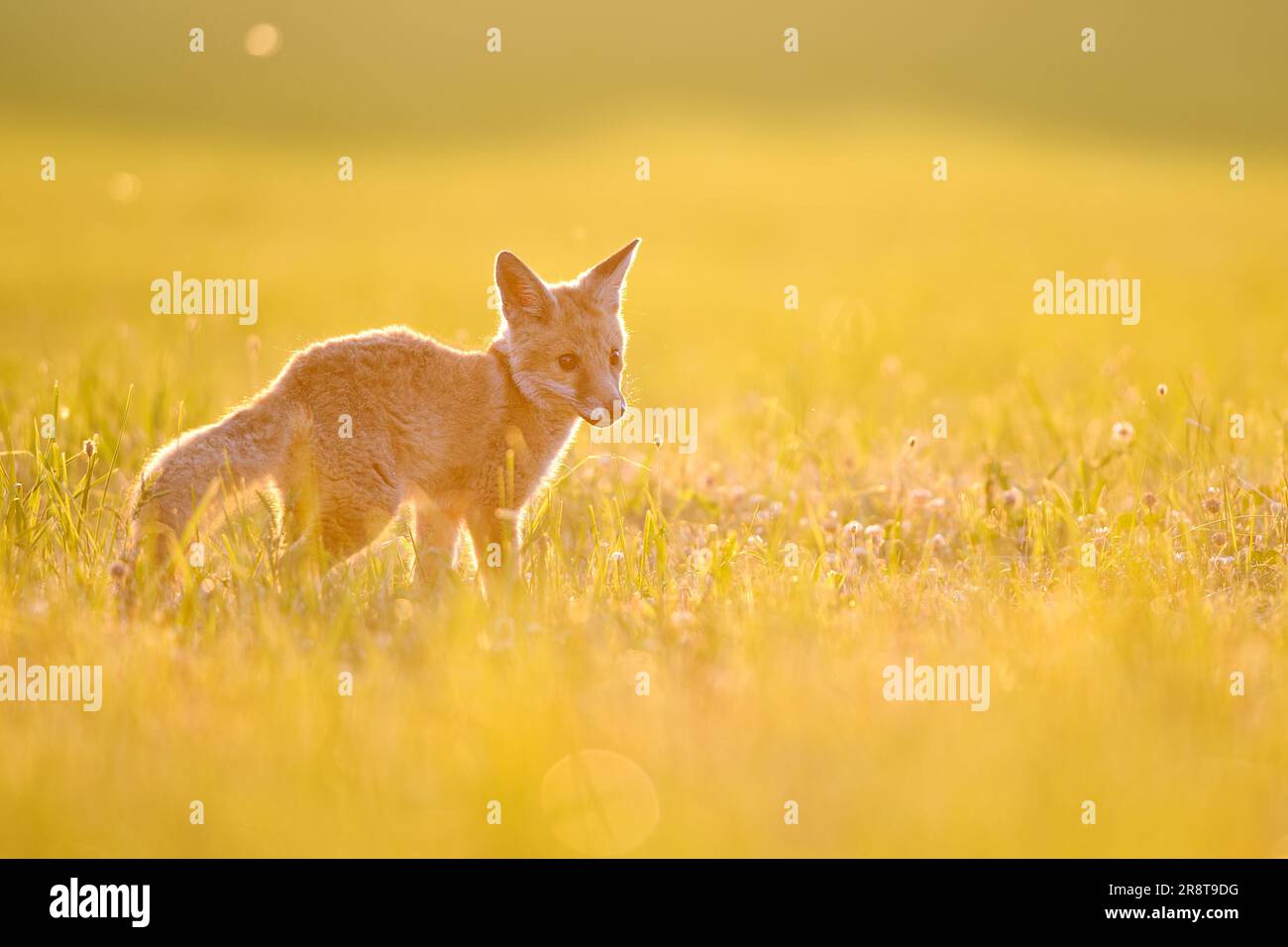Cute small fox standing in the left side of the image on a grass during ...