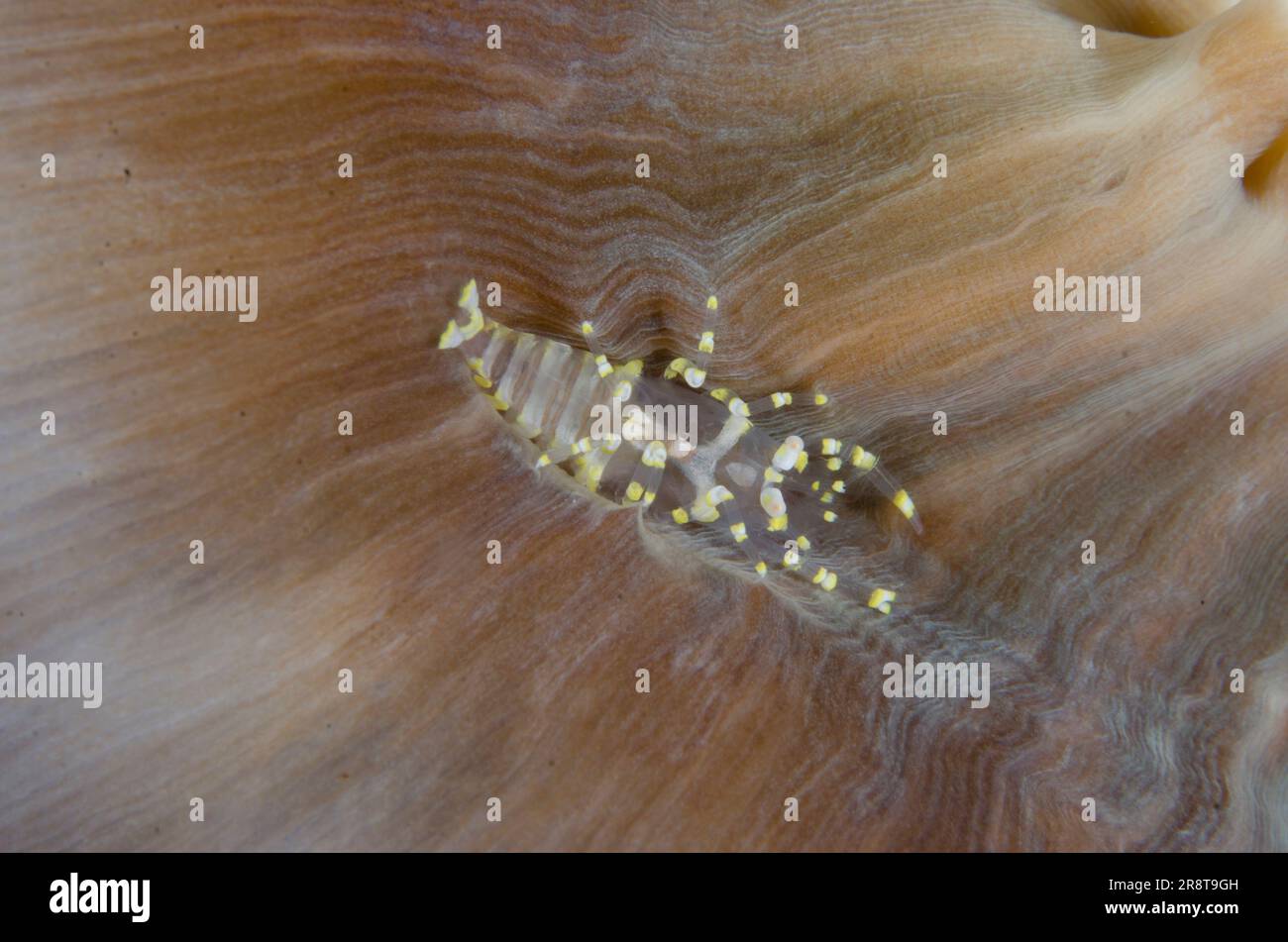 Hidden Corallimorph Shrimp, Pliopontonia furtiva, camouflaged on Corallimorph Coral, Rhodactis rhodostoma, Coral Garden dive site, Tulamben, Karangase Stock Photo