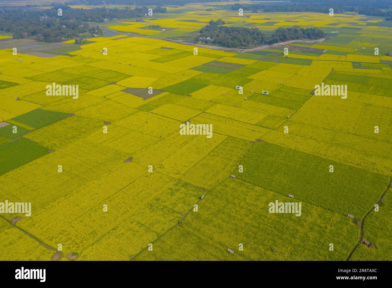 Aerial view of a mustard field at Sirajdikhan in Munshiganj, Bangladesh