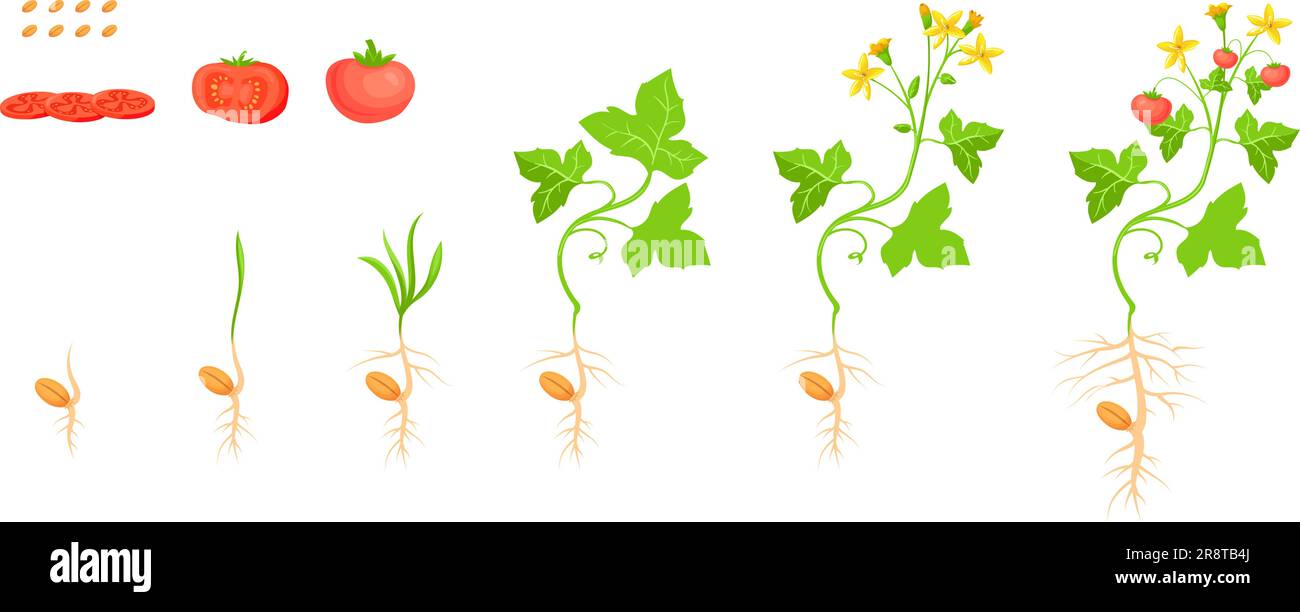 Tomato growth cycle. Tomatoes seedlings sequence, red fruit sliced ingredients and vegetable plant seed progression life stage cartoon sprout pomodoro evolution vector illustration of tomato seedling Stock Vector