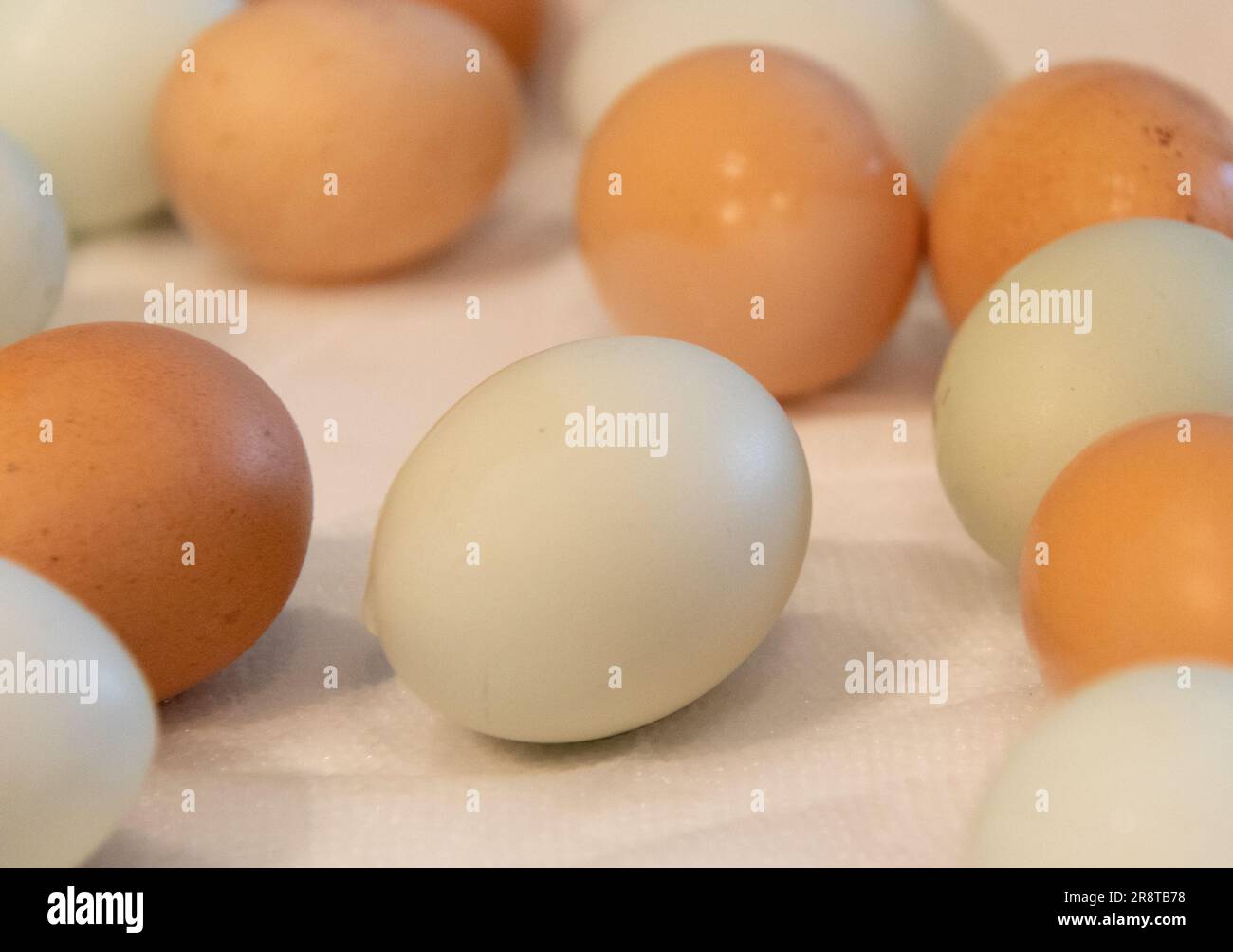 isolated creamy white organic egg surrounded by other eggs. freshly picked and washed. Stock Photo