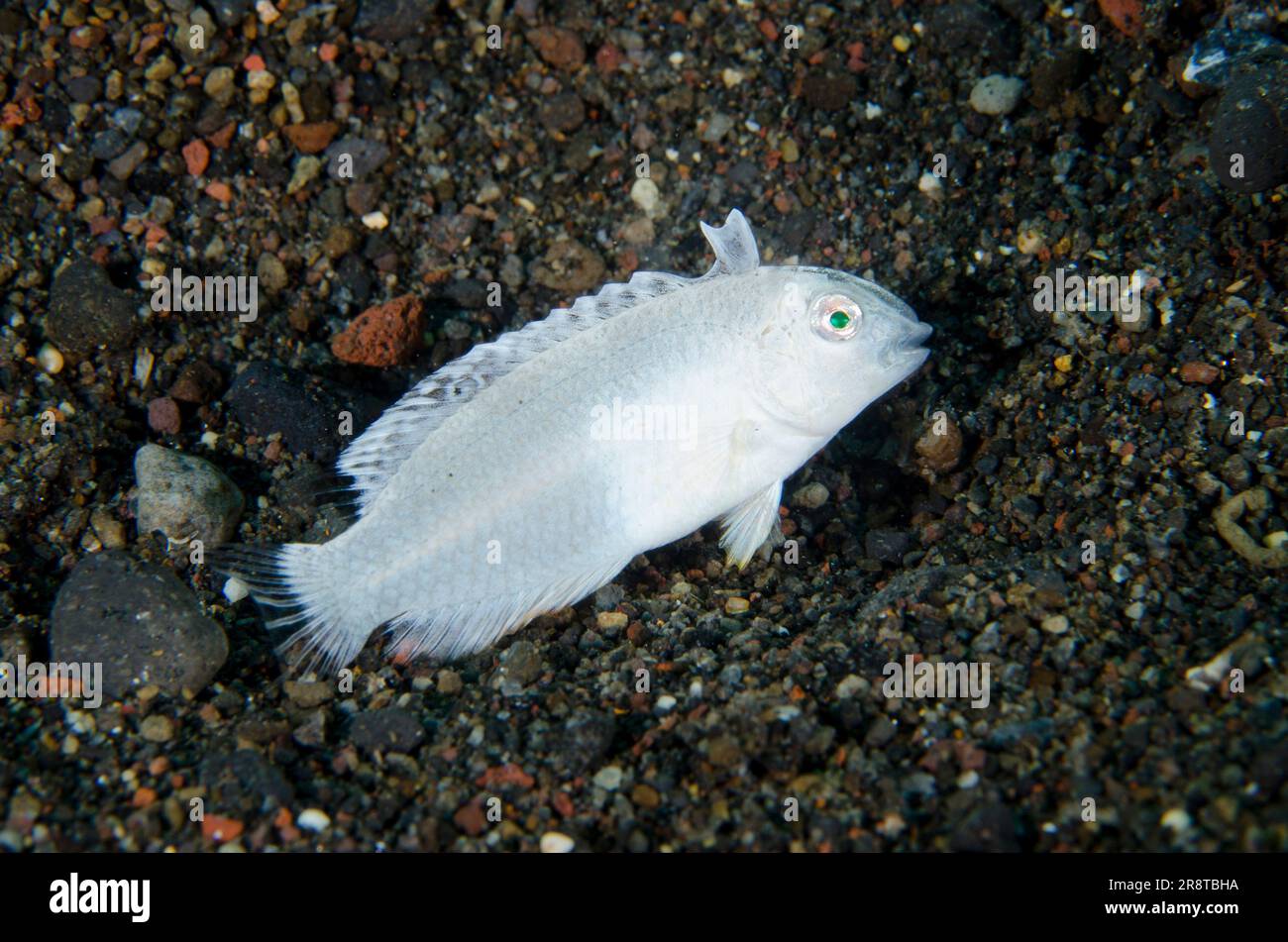 Twospot razorfish hi-res stock photography and images - Alamy