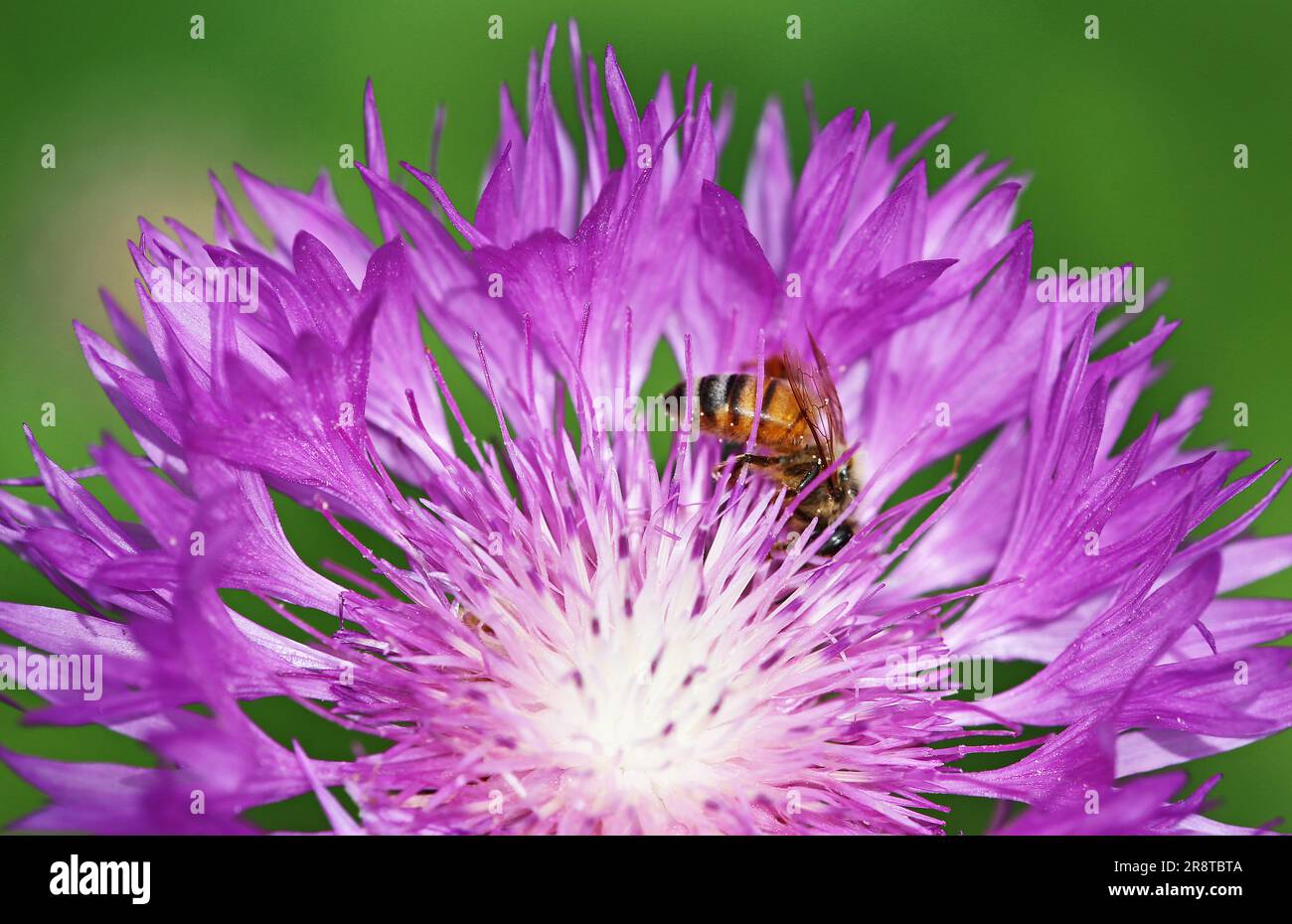 A bee on cornflower close up Stock Photo