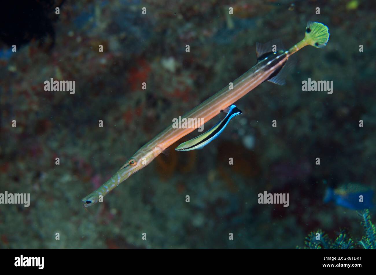 Chinese Trumpetfish, Aulostomus chinensis, being cleaned by a Bluestreak Cleaner Wrasse, Labroides dimidiatus, Crystal Bay Wall dive site, Padang Bai, Stock Photo