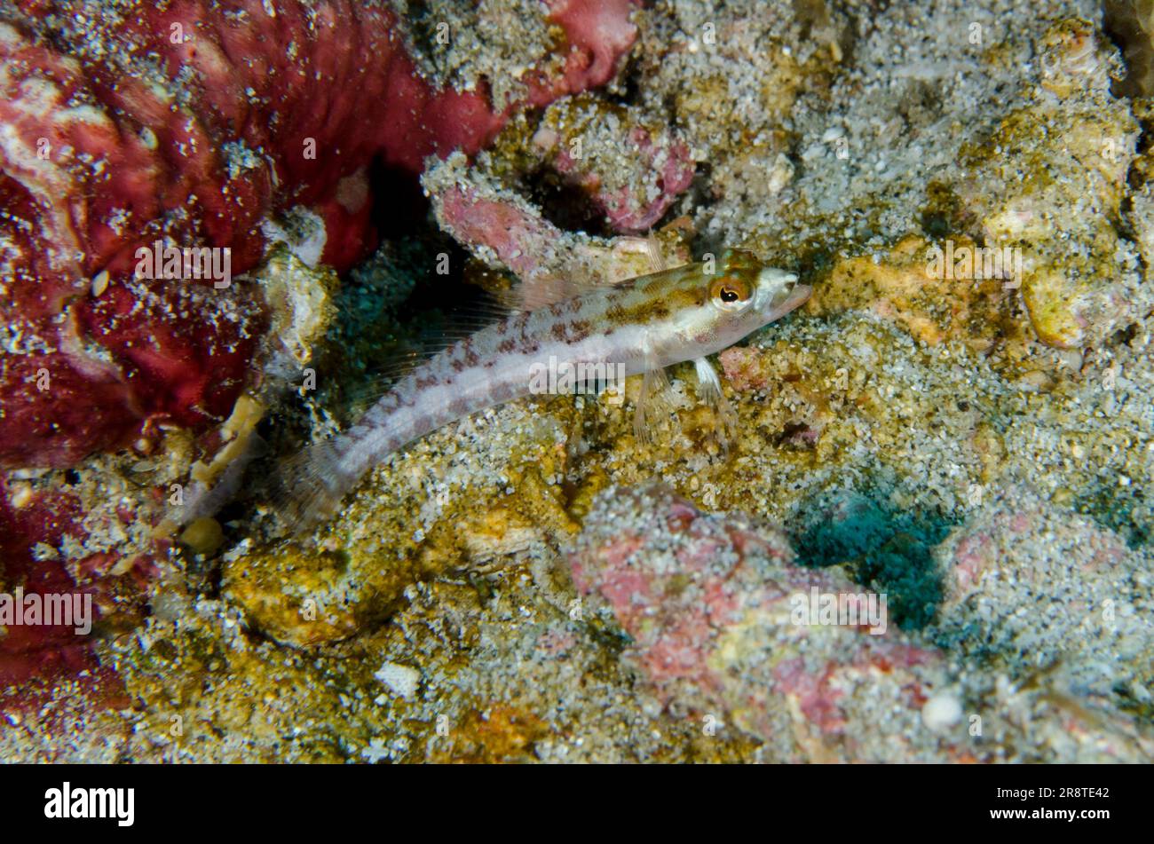 Whitestripe Sandperch, Parapercis xanthozona, Crystal Bay Wall dive site, Padang Bai, Bali, Indonesia Stock Photo