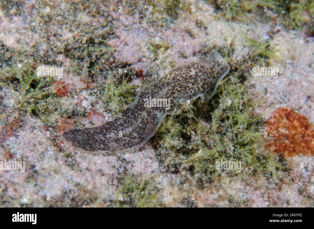 Stylochid Faltworm, Stylochus sp, Batu Ringgit dive site, Tulamben, Karangasem Regency, Bali, Indonesia Stock Photo