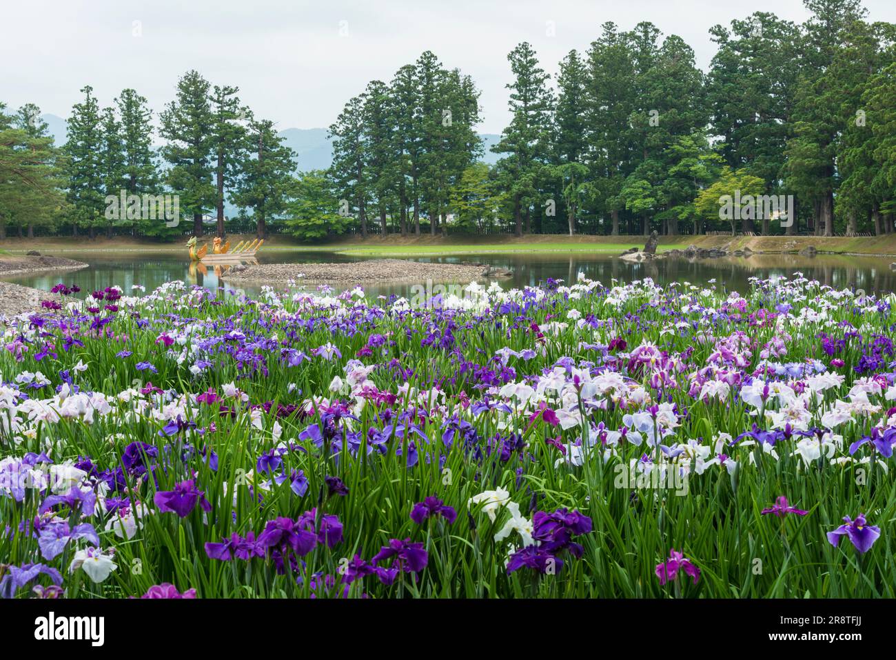 Beautiful Iris garden at the pure land garden of Motsuji Temple in early summer Stock Photo