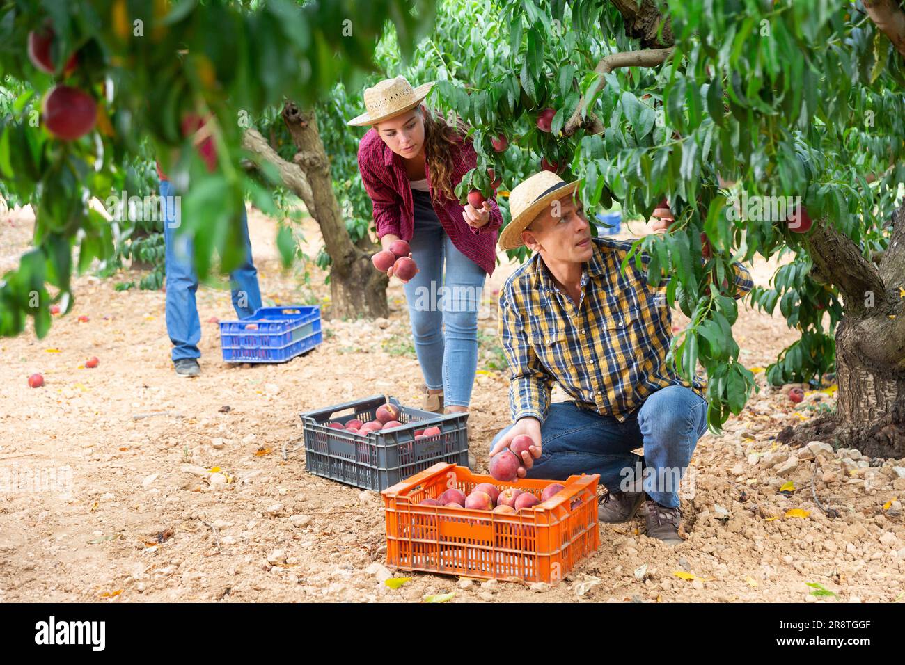 Man and young woman harvesting peaches Stock Photo Alamy