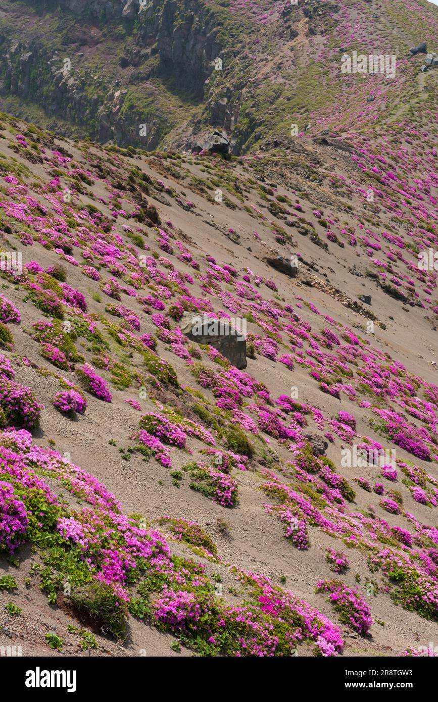 rthododendrons blooming on the slope in Mount Ohachi Stock Photo