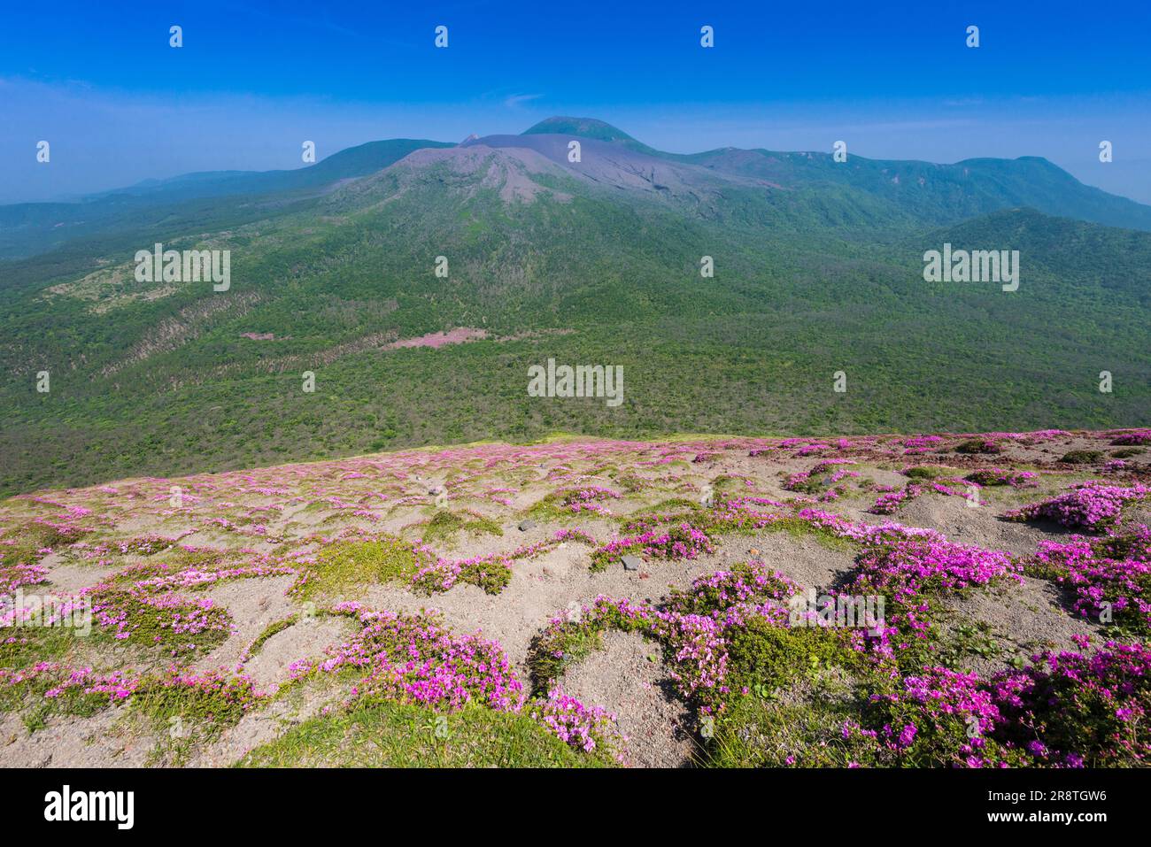 Kirishima mountain range and Rhododendron kiusianum Stock Photo