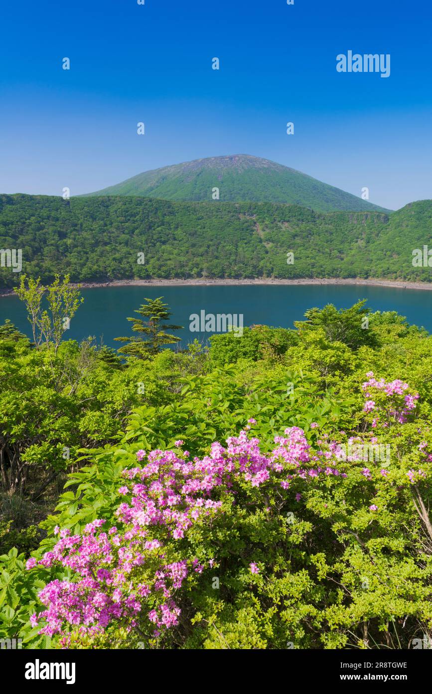 Japanese alpine perennial flowers bloom in Onami pond and Mt. Karakuni Stock Photo