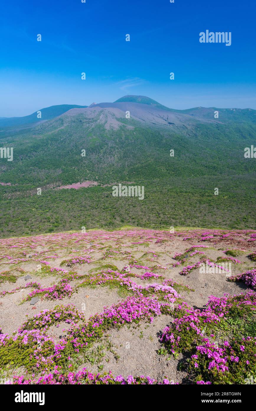 Kirishima mountain range and Rhododendron kiusianum Stock Photo