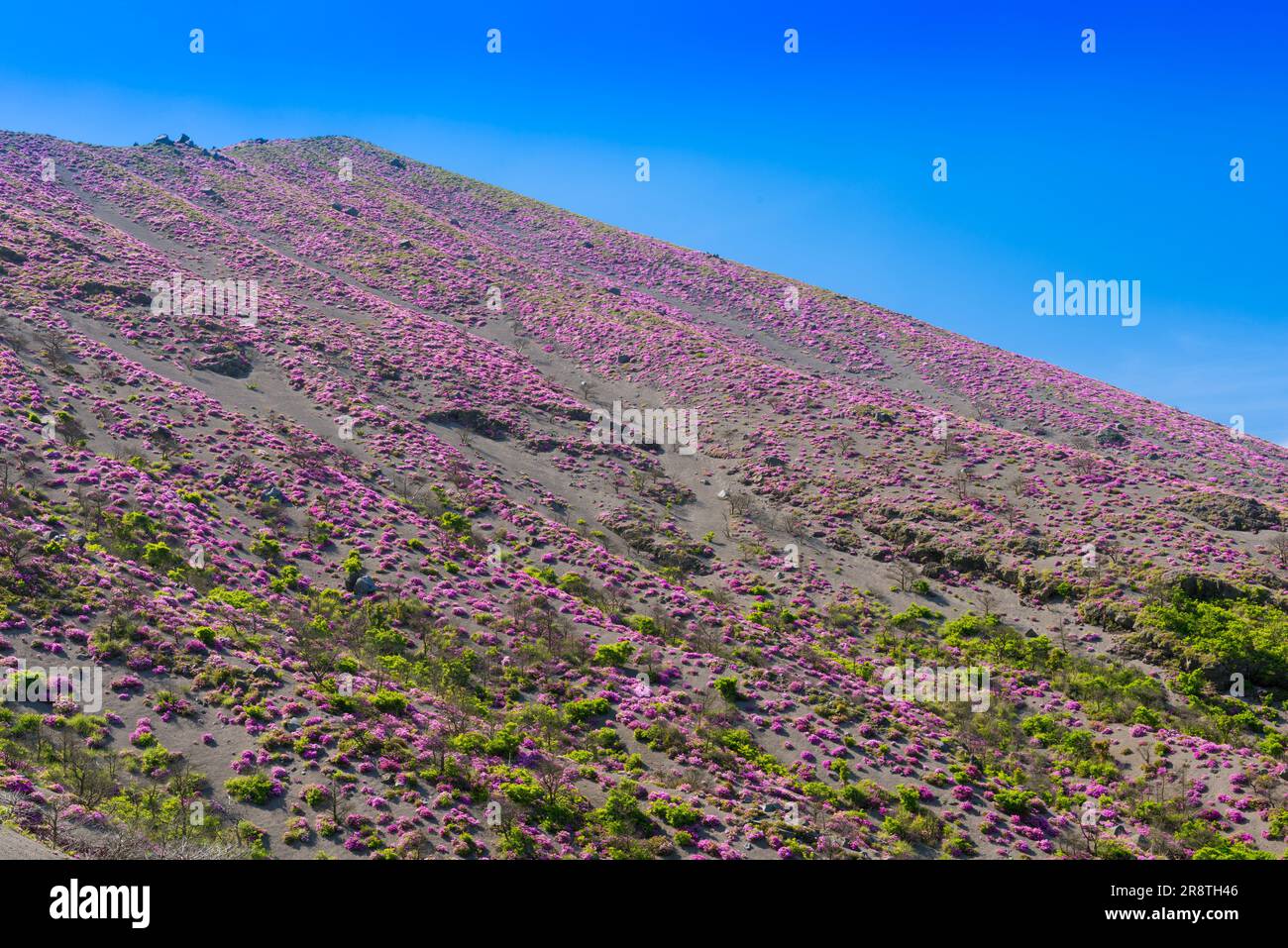 rthododendrons blooming on the slope in Mount Ohachi Stock Photo