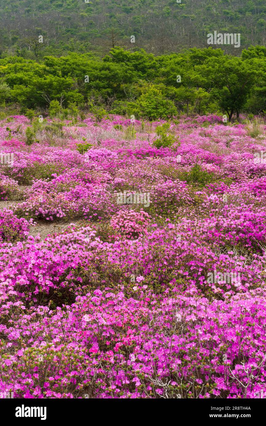 Miyama Kirishima flowers blooming in Takachihokawara riverside Stock Photo