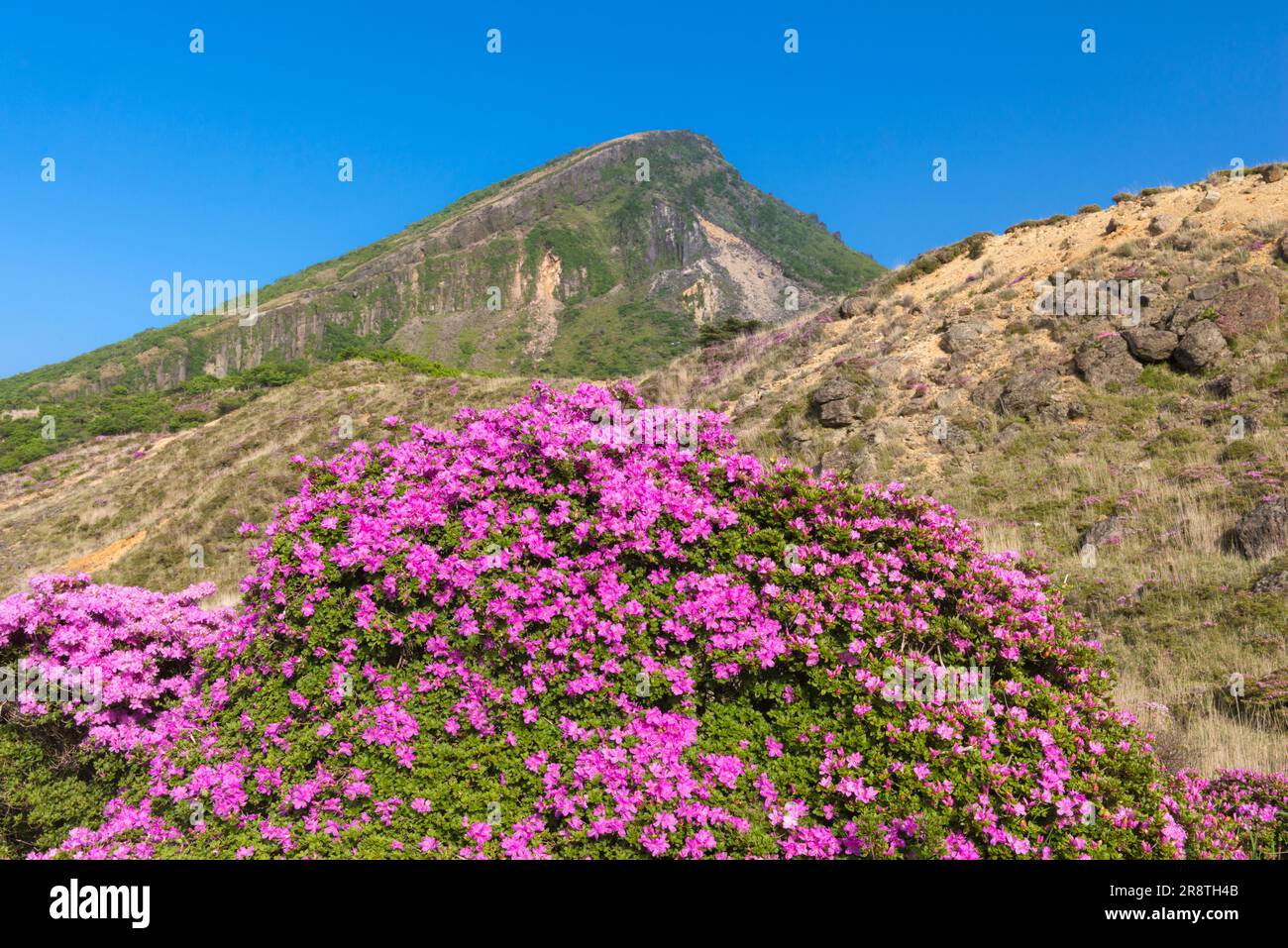 Kyushu Azalea blooming in Ebino plateau Stock Photo