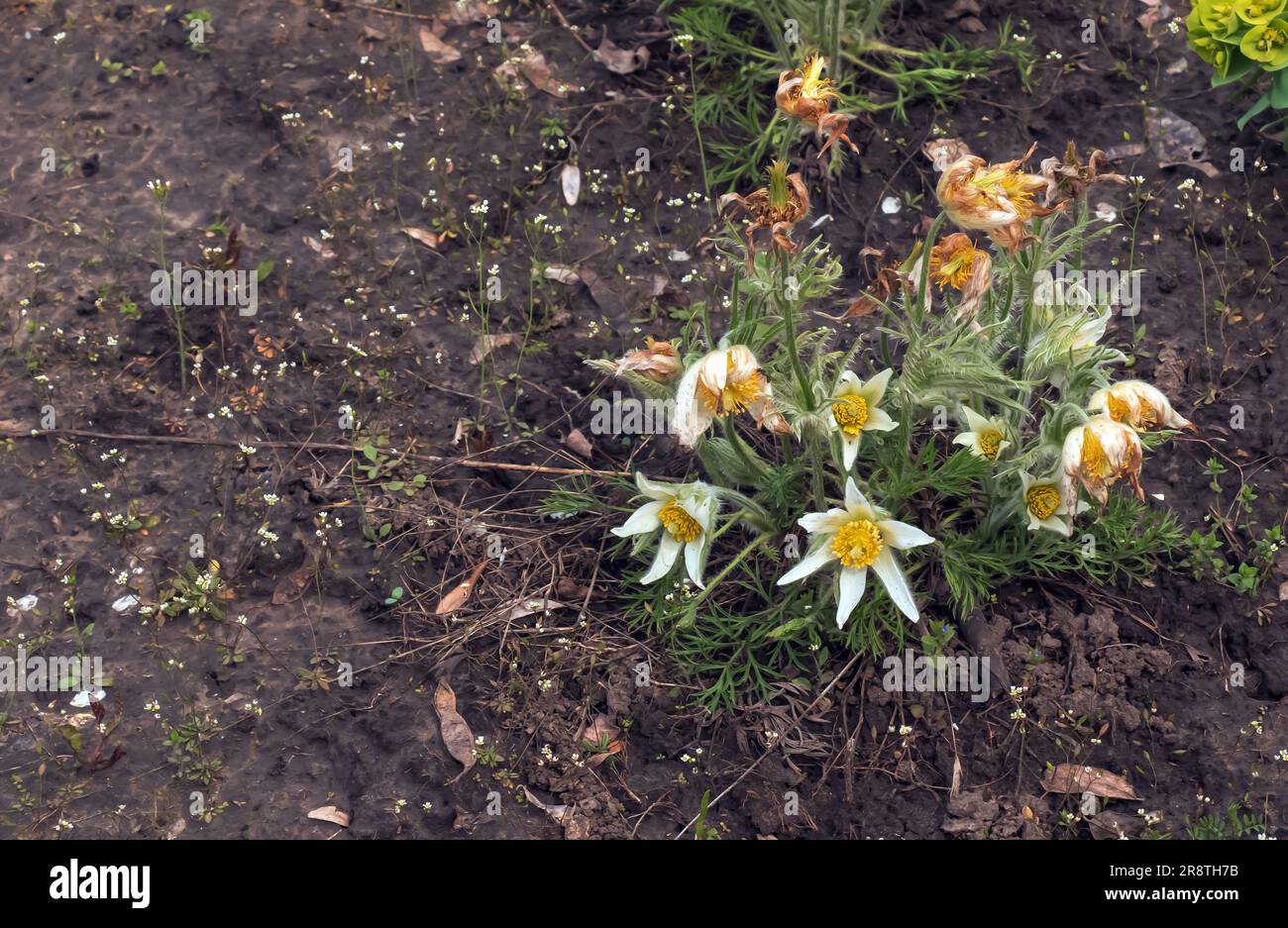 Beautiful Pulsatilla vulgaris in the garden in spring. Pulsatilla vulgaris, pasqueflower, is a species of flowering plant belonging to the buttercup f Stock Photo