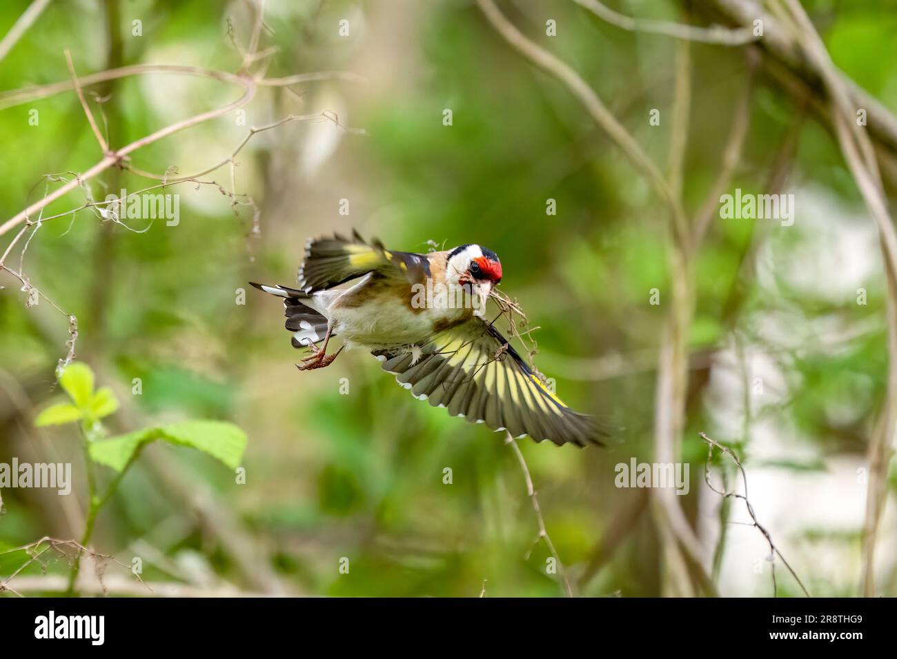 A bird soaring through the air in a wooded area Stock Photo - Alamy