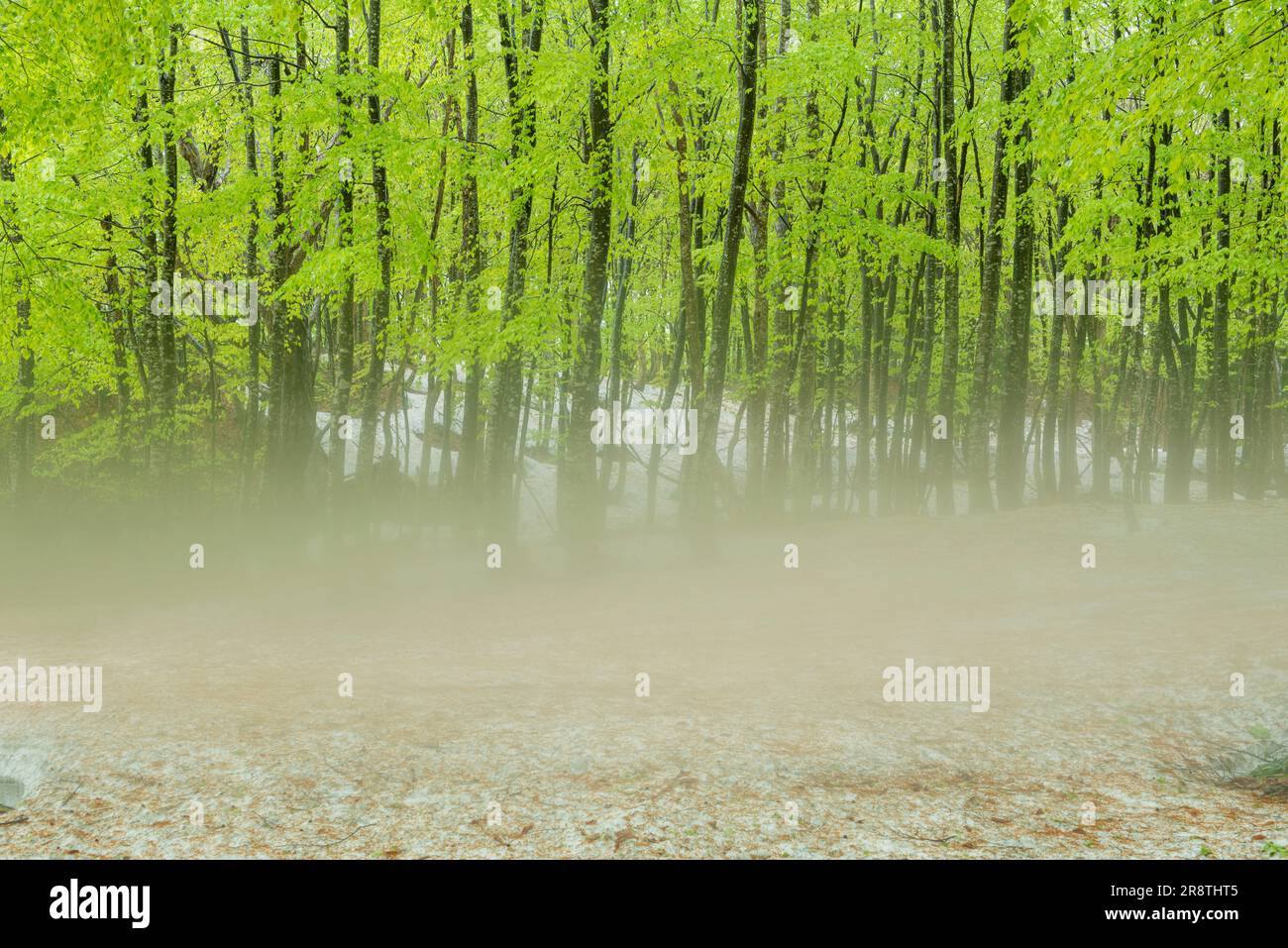 Shrouded forest hi-res stock photography and images - Alamy