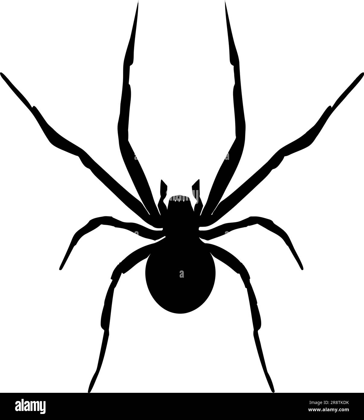 Black Widow Spider silhouette isolated on white background. Icon Vector ...