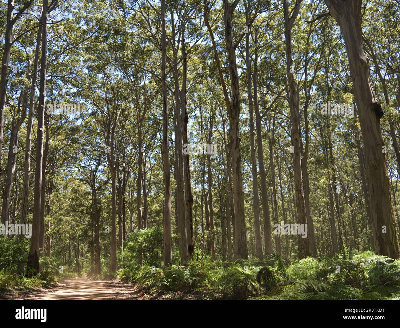 Forest Wa Eucalyptus forest western australia hi-res stock photography and images ...