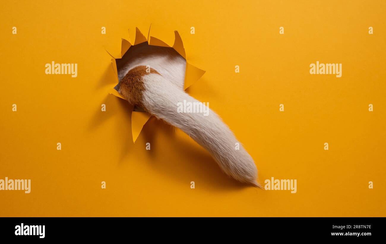 The tail of a Jack Russell Terrier dog sticks out of torn paper on an