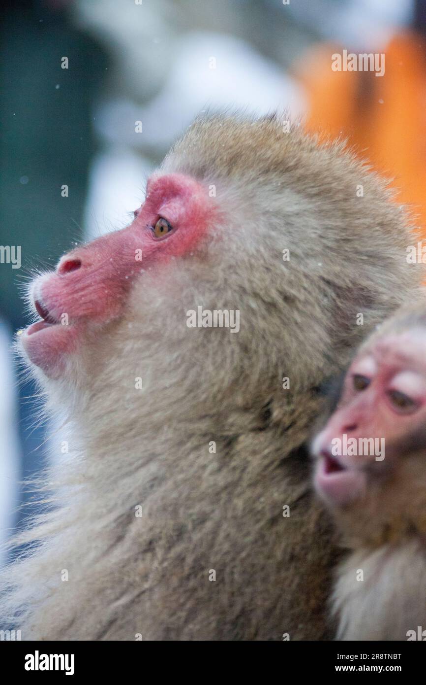 Monkey entering a hot spring in Jigokudani Monkey Park Stock Photo - Alamy