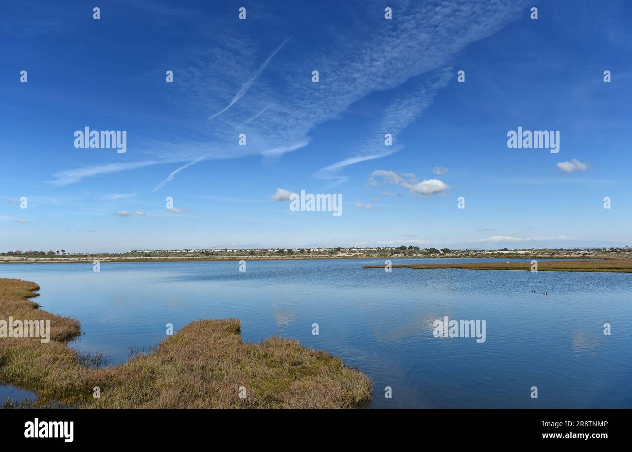 Marsh grasses at the Bolsa Chica Wetlands in Huntington Beach, California, with a cloud streaked blue sky. Stock Photo