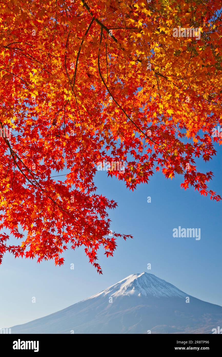 Mount fuji lake maple hi-res stock photography and images - Alamy