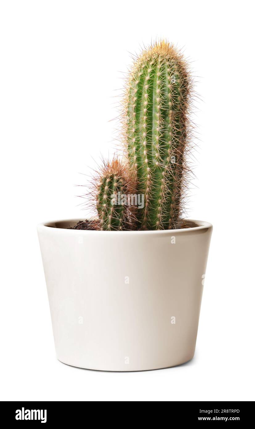 Beautiful green cactus in pot isolated on white Stock Photo