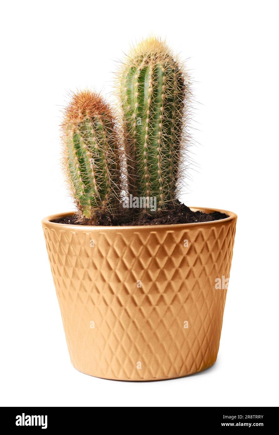 Beautiful green cacti in pot isolated on white Stock Photo