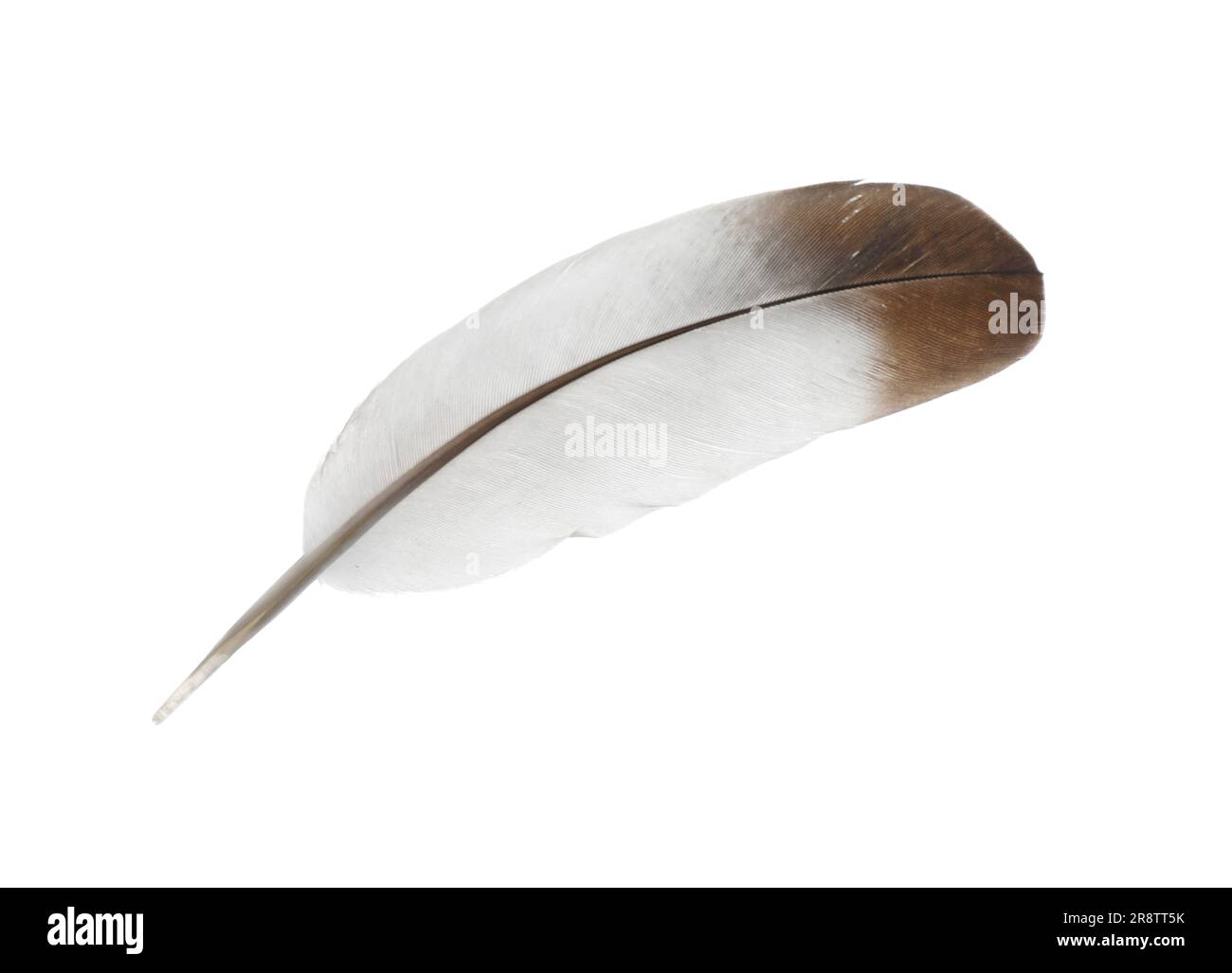 Beautiful grey bird feather isolated on white Stock Photo Alamy