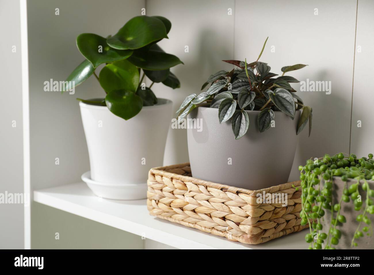 Green houseplants in pots on white shelves near white wall Stock Photo ...
