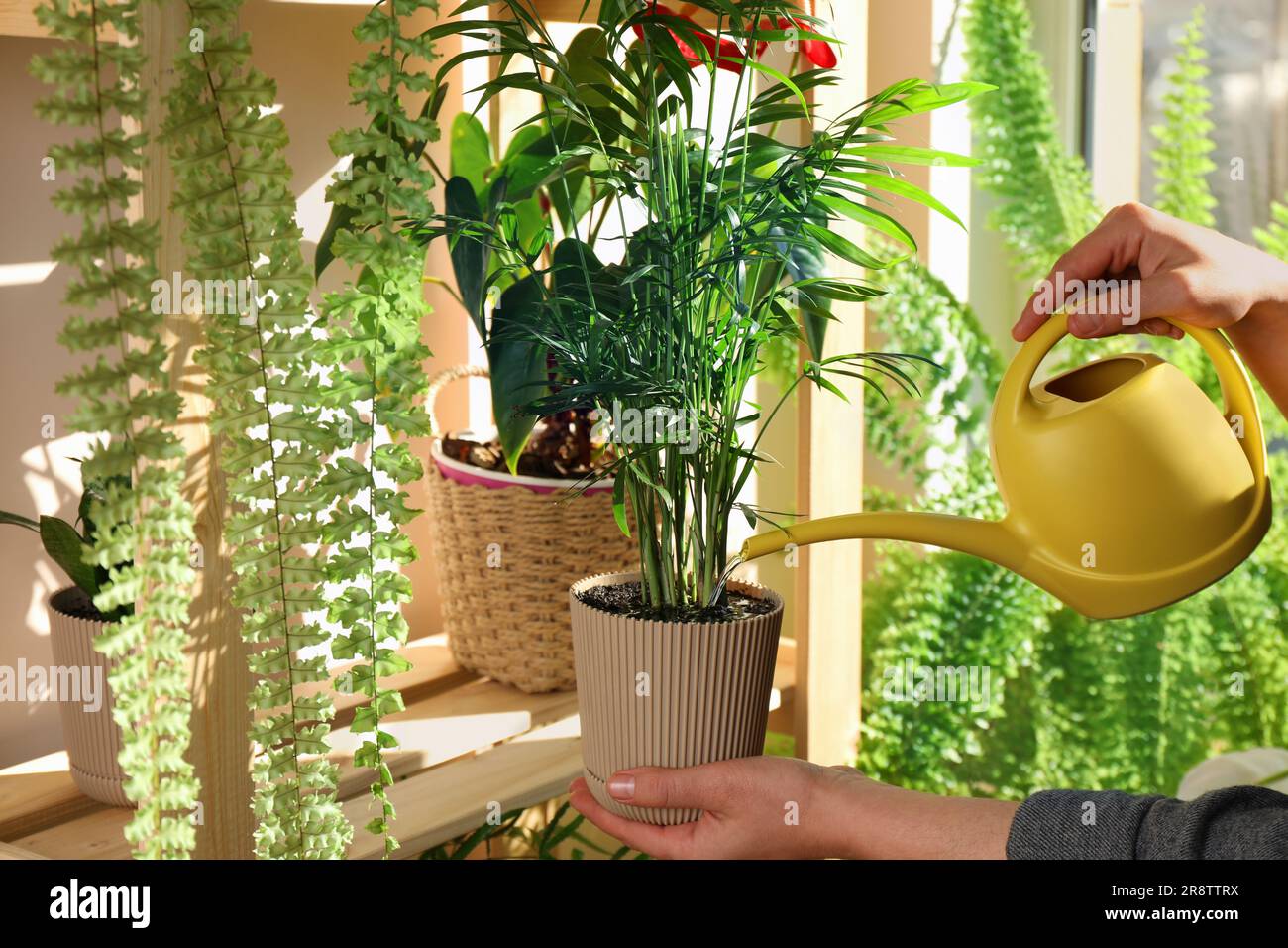 Beautiful house plants hi-res stock photography and images - Alamy