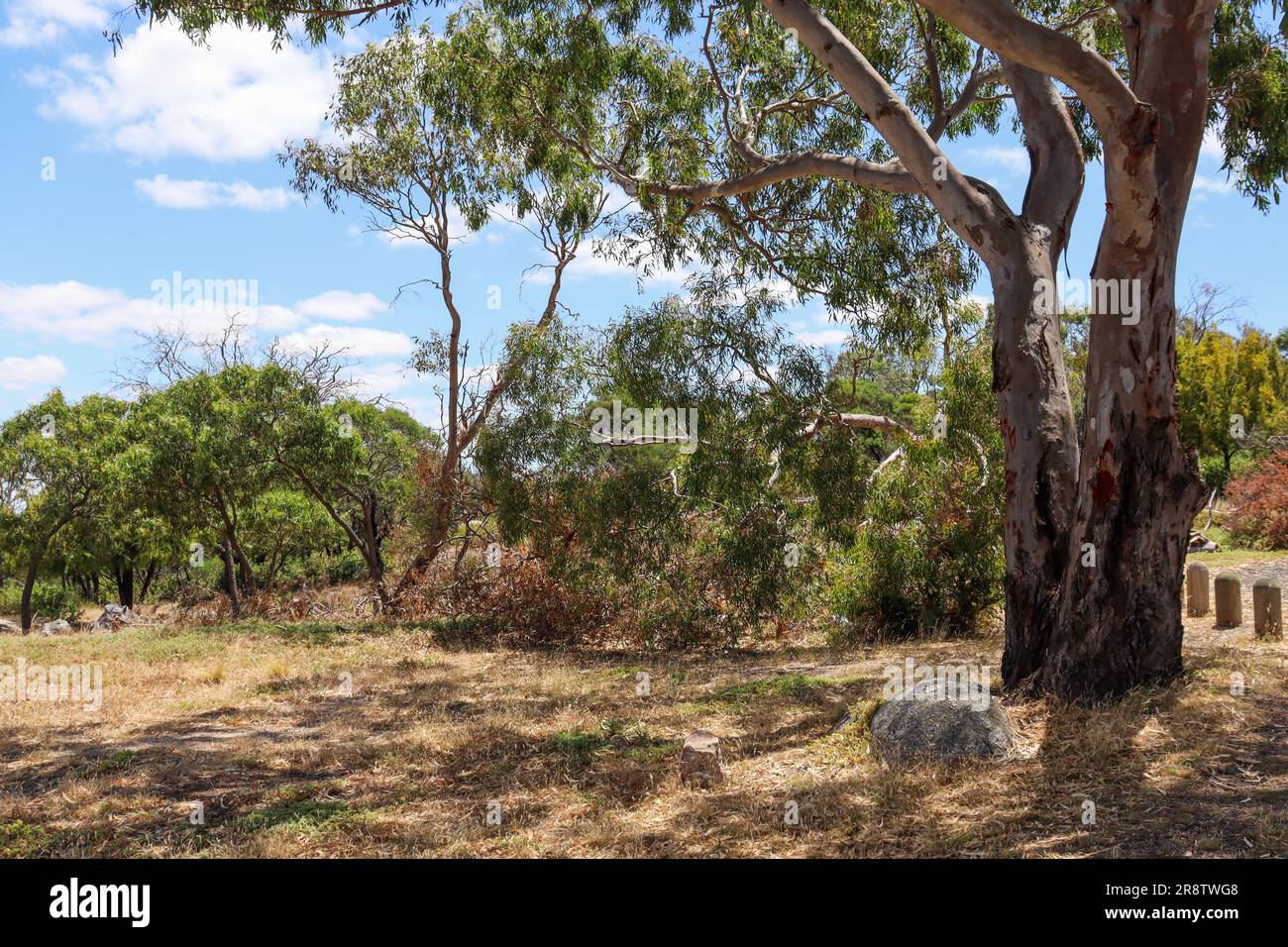 A vibrant landscape featuring lush green trees against a clear blue sky ...