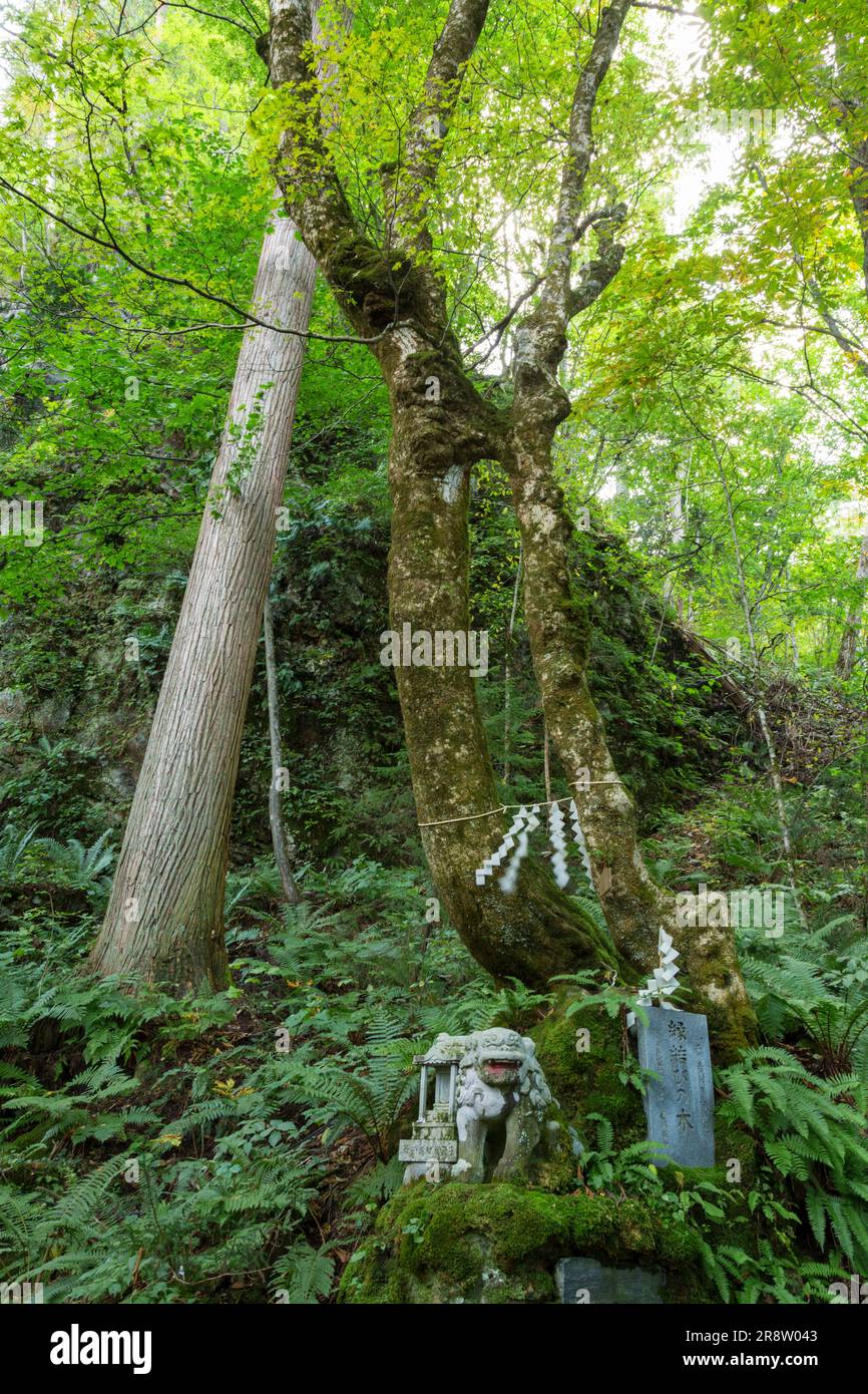 Matchmaking Tree The tree of matchmaking and komainu (guardian dogs) at Sakura-matsu ...
