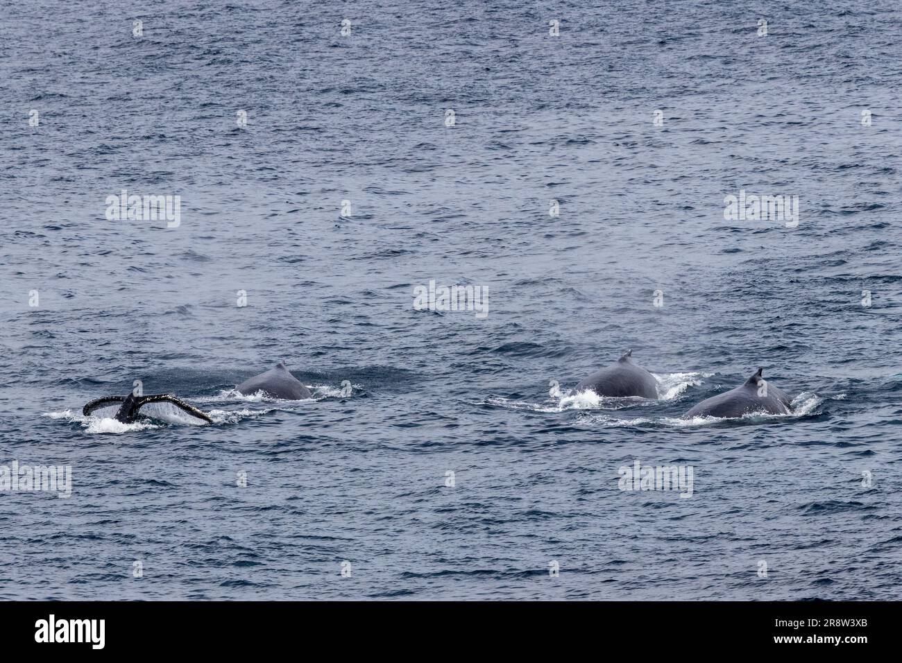 Humpback Whale Pod off the coast of Sydney Australia Stock Photo - Alamy