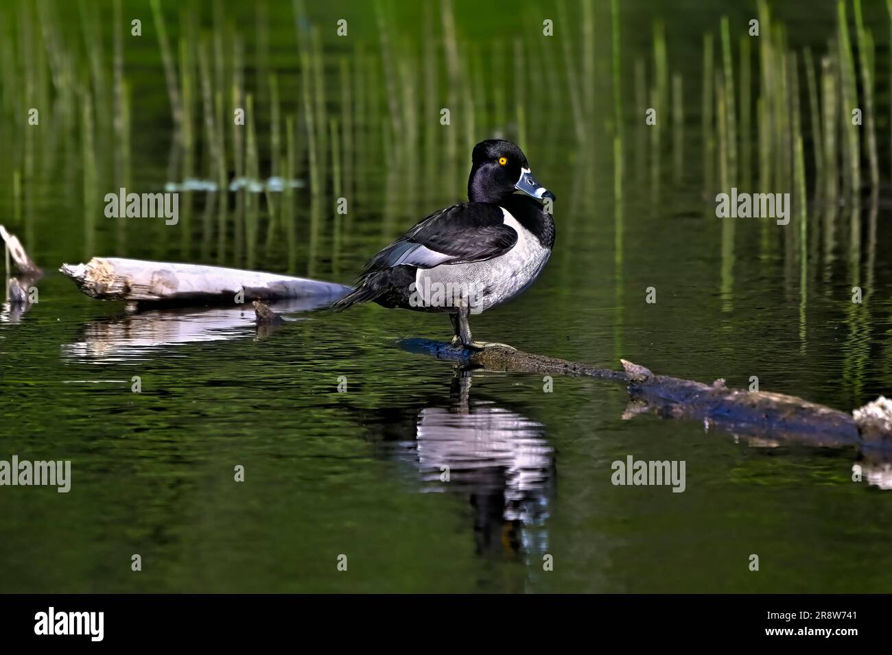 A male ring-necked duck (Aythya collaris); perched on a sunken log in a remote beaver pond in rural Alberta Canada. Stock Photo