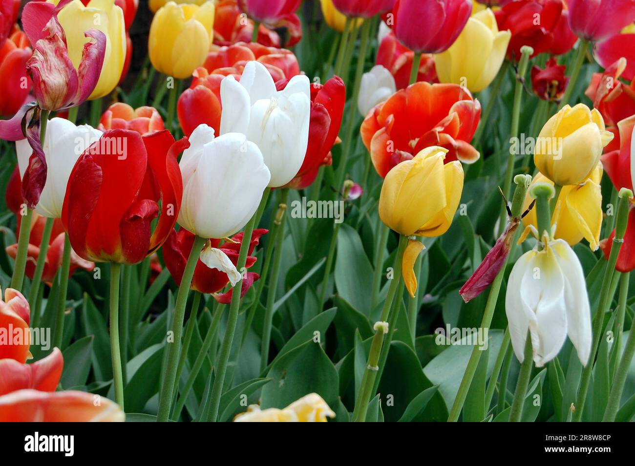 Different colors of tulips during Tulip Time in Holland Michigan Stock ...