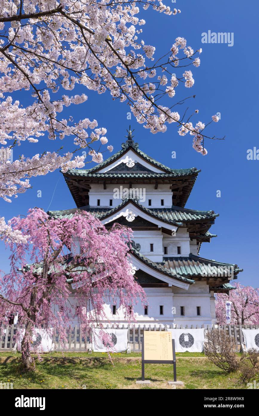 Cherry blossoms in Hirosaki Park Stock Photo