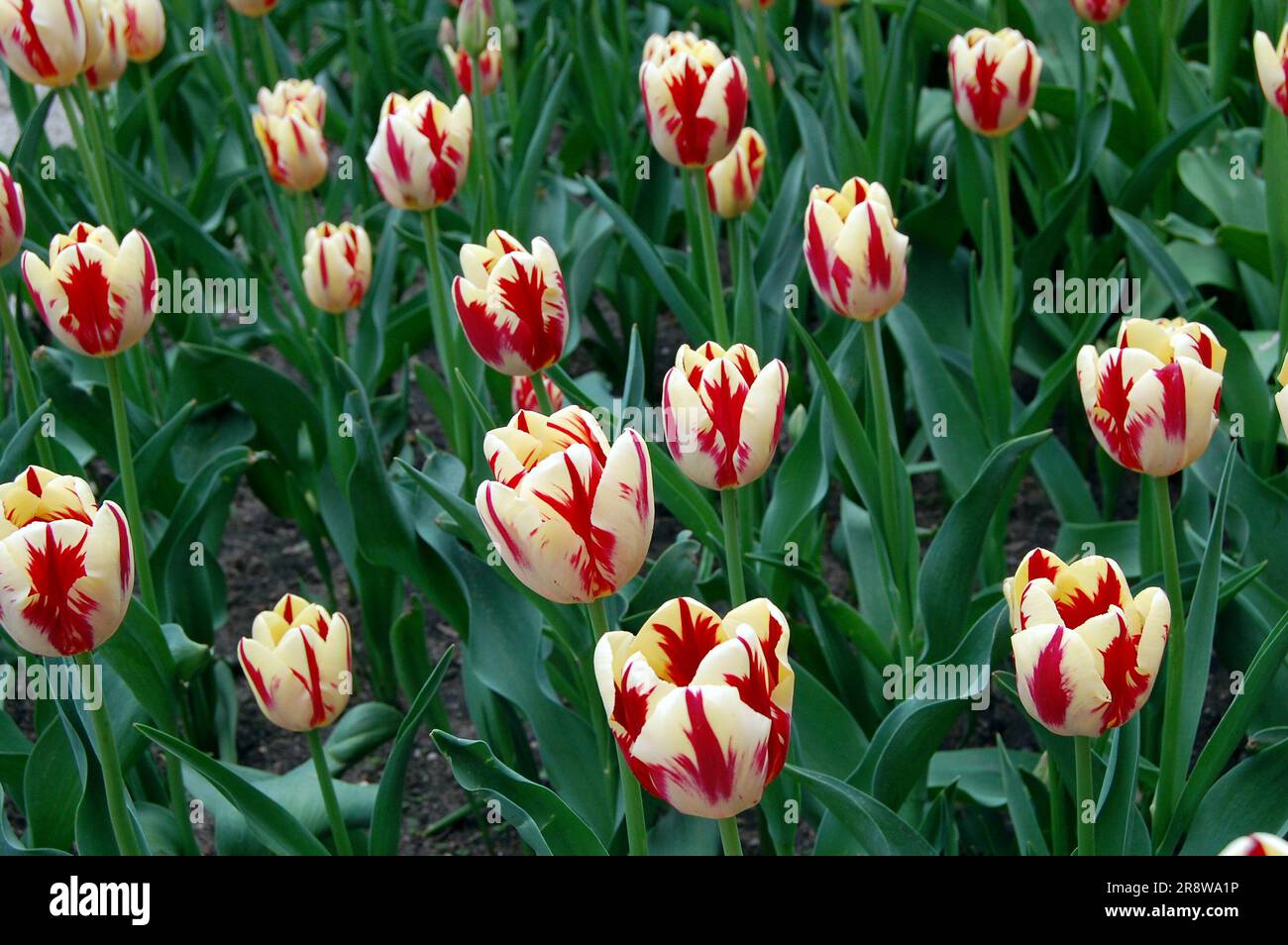 Red and white tulips in bloom during Tulip Time in Holland Michigan