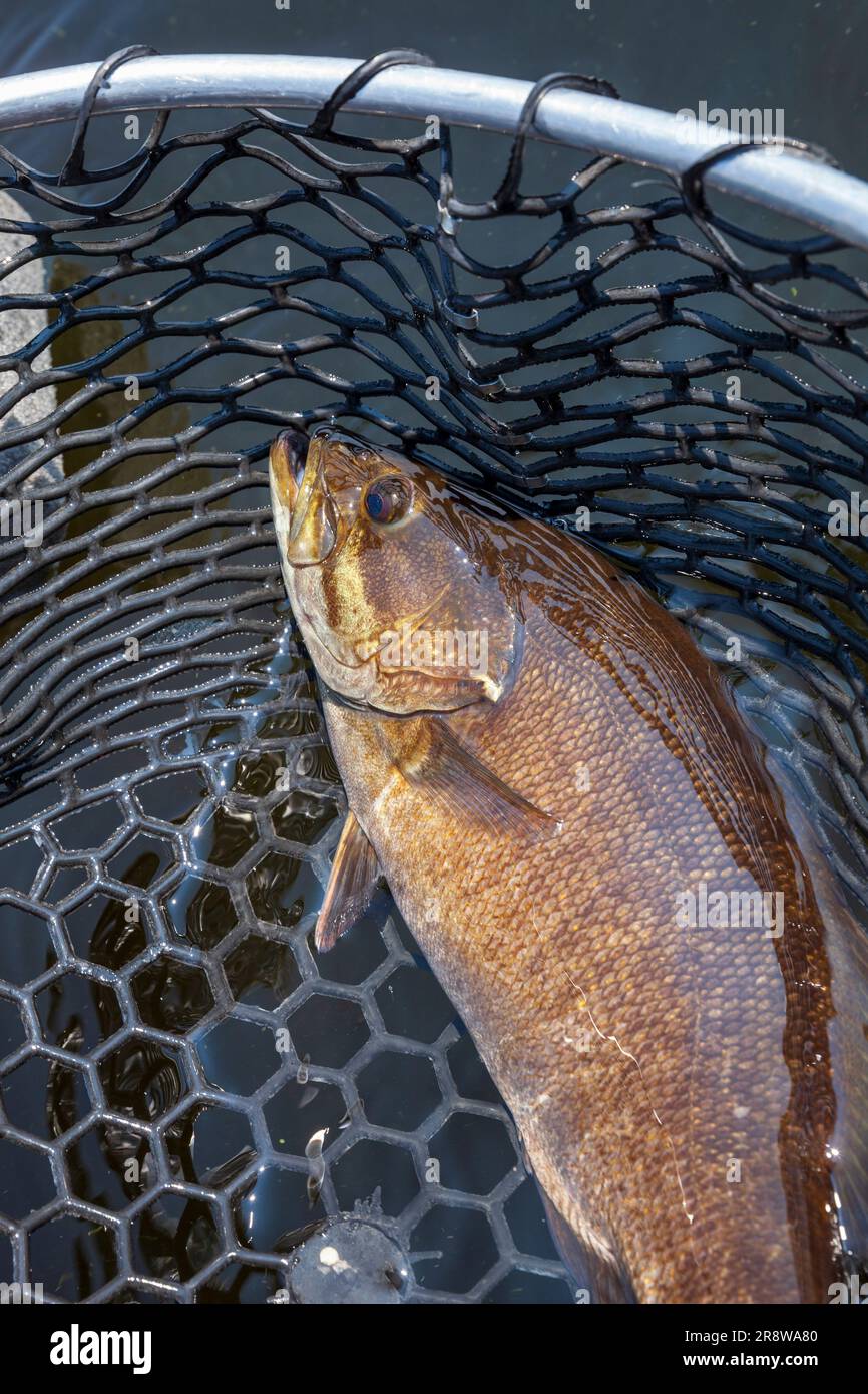Nice golden brown smallmouth bass in a landing net on a northern Minnesota lake Stock Photo