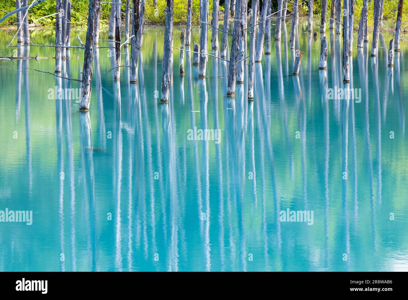 Shirogane blue pond Stock Photo