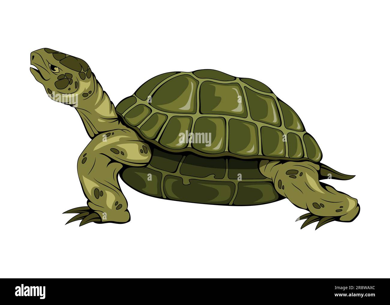 Sea turtle. Vector illustration of a marine animals. Save a turtle Stock Vector
