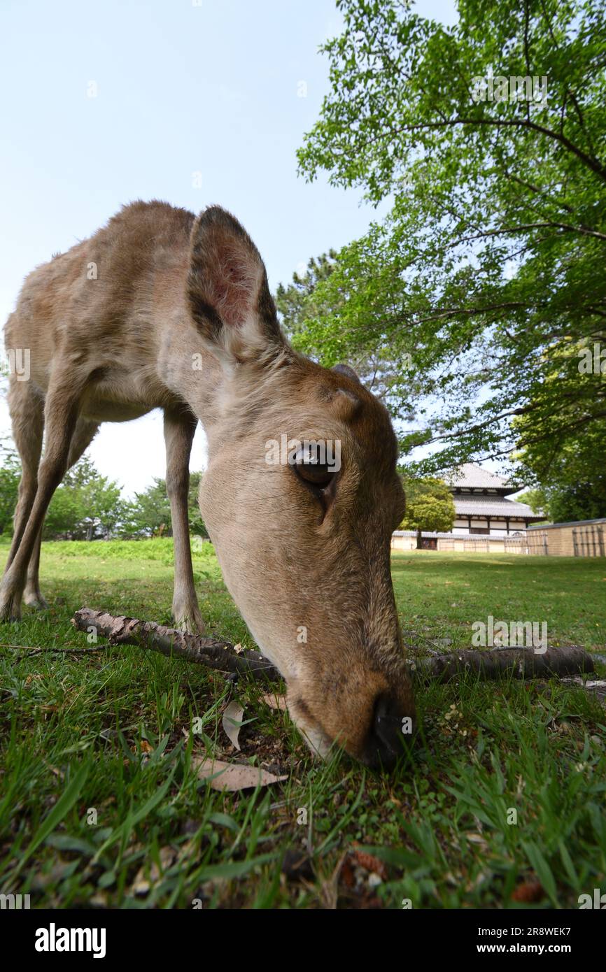 Deer grazing on grass Stock Photo Alamy