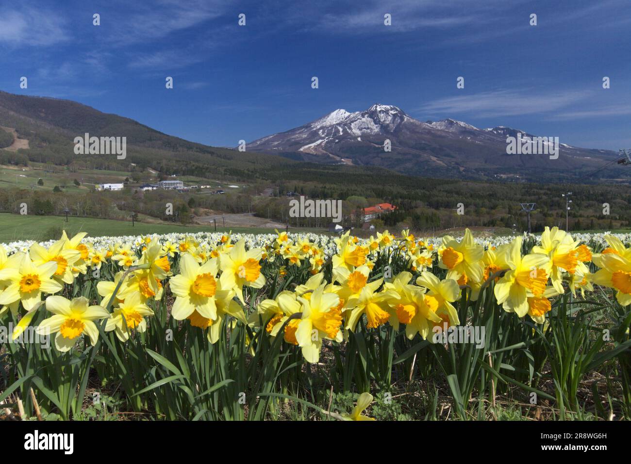 Mt. Myoko and narcissus Stock Photo - Alamy