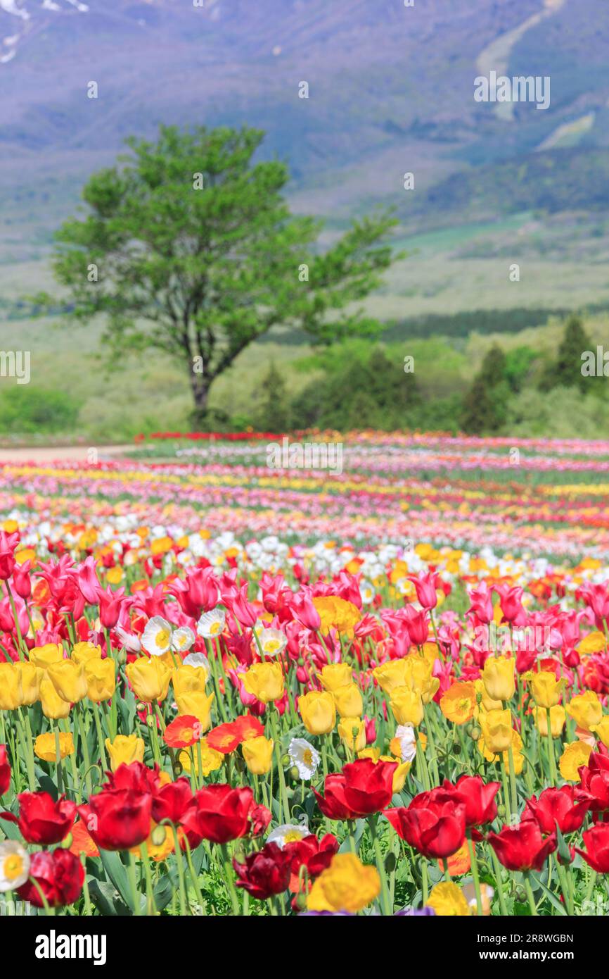 Tulip tree summer hi-res stock photography and images - Alamy